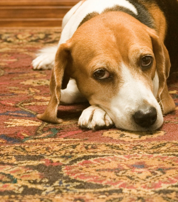 Keeping Carpet Clean With Pets